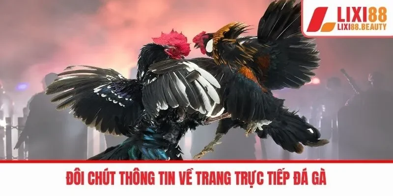 Đôi chút thông tin về trang trực tiếp Đá gà